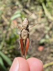 Amblytropidia australis