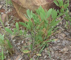 Searsia magalismontana magalismontana