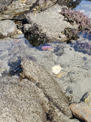 Flabellinopsis iodinea