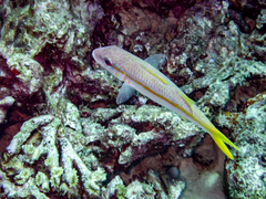Mulloidichthys martinicus