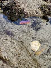 Flabellinopsis iodinea