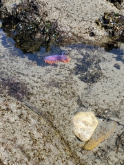 Flabellinopsis iodinea