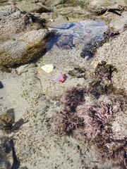 Flabellinopsis iodinea