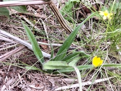 Hypoxis argentea
