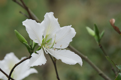 Bauhinia variegata candida