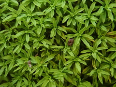 Trichostomum brachydontium