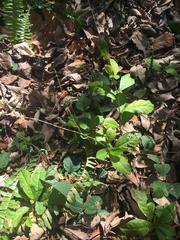 Petiveria alliacea