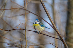 Cyanistes caeruleus