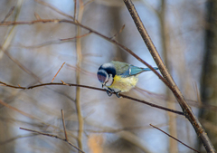 Cyanistes caeruleus