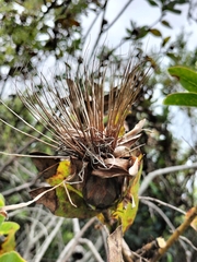 Protea aurea aurea