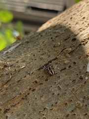 Carrhotus coronatus