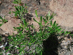 Dodonaea viscosa