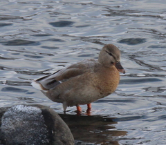Anas platyrhynchos domesticus