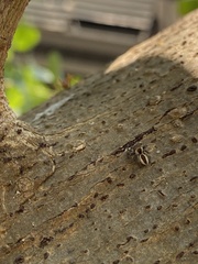 Carrhotus coronatus