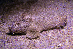 Paraploactis kagoshimensis