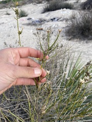 Eriophyes lepidosparti