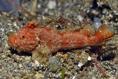 Paraploactis obbesi