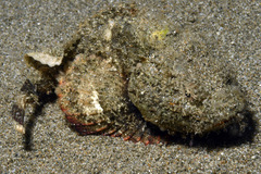 Scorpaenopsis macrochir