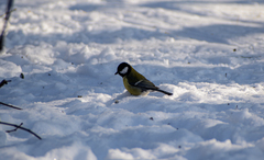 Parus major