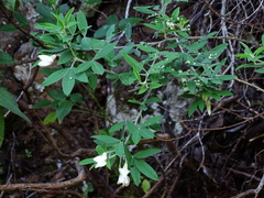 Chamaecytisus prolifer