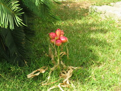 Liliales