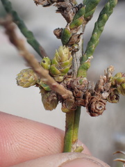 Eriophyes lepidosparti