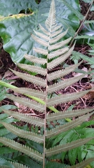 Christella acuminata