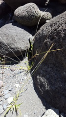 Eragrostis tenella insularis