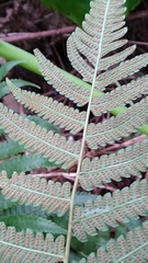 Christella acuminata