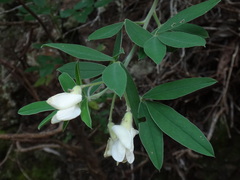 Chamaecytisus prolifer