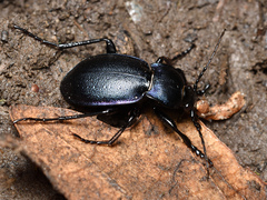 Carabus convexus