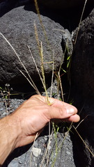 Eragrostis tenella insularis
