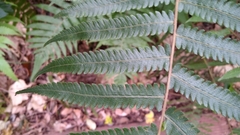 Christella acuminata