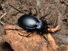 Carabus convexus