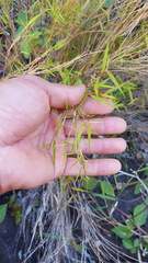 Pogonatherum paniceum