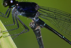 Onychargia atrocyana