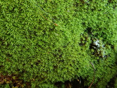 Gymnostomum aeruginosum