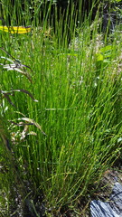 Equisetum ramosissimum