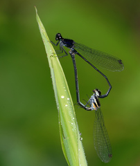 Onychargia atrocyana