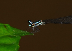 Elattoneura analis