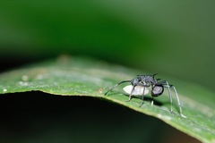 Polyrhachis armata