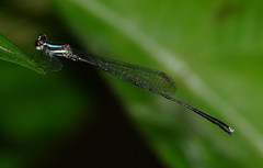 Elattoneura analis