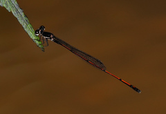 Prodasineura hyperythra