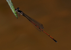 Prodasineura hyperythra