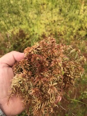 Sphagnum medium