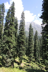 Picea smithiana
