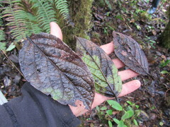 Ocotea pedicellata