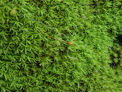 Gymnostomum aeruginosum