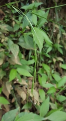 Microlaena stipoides