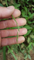 Microlaena stipoides